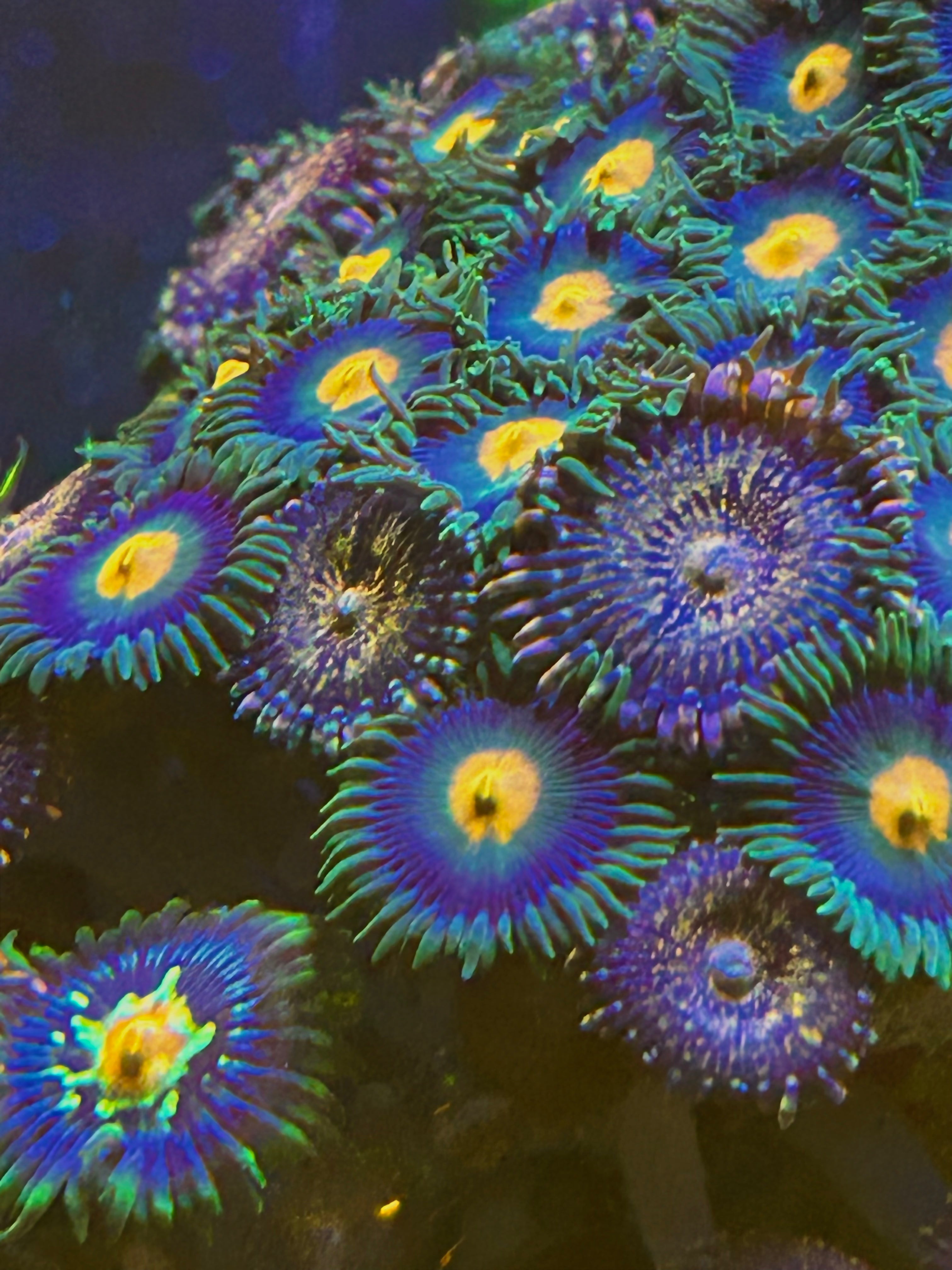 Zoas