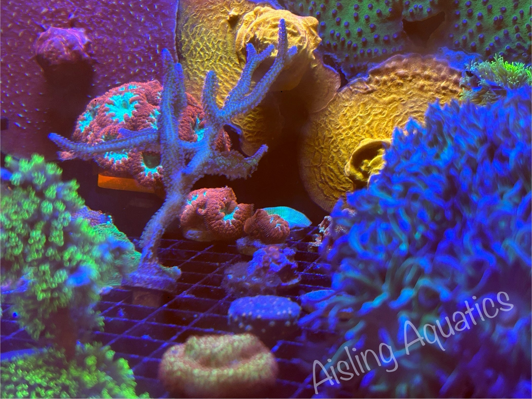 Corals