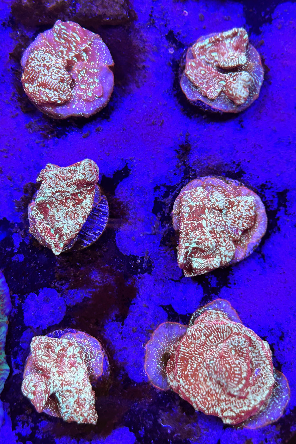 Close-up of coral under a blue light