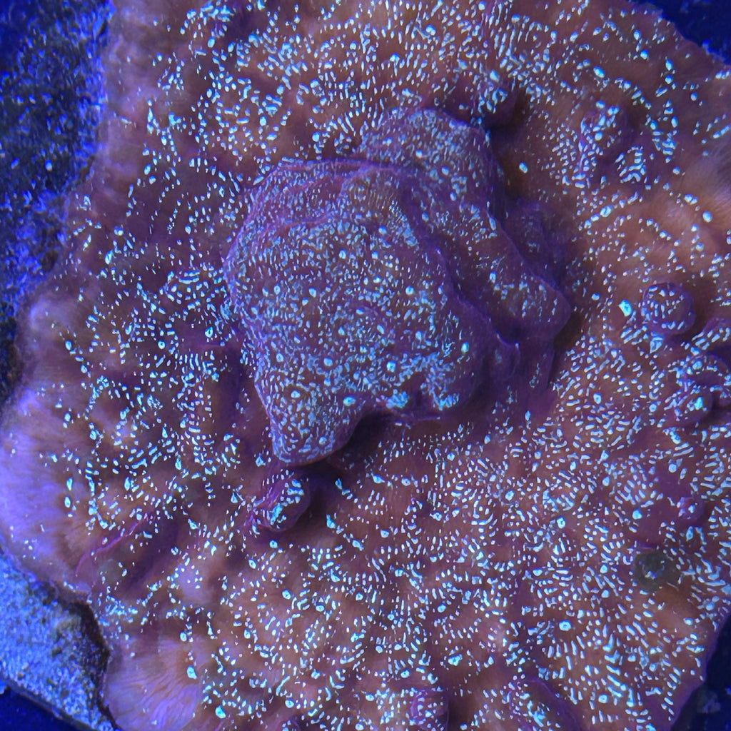 Close-up of a red and white coral with intricate patterns