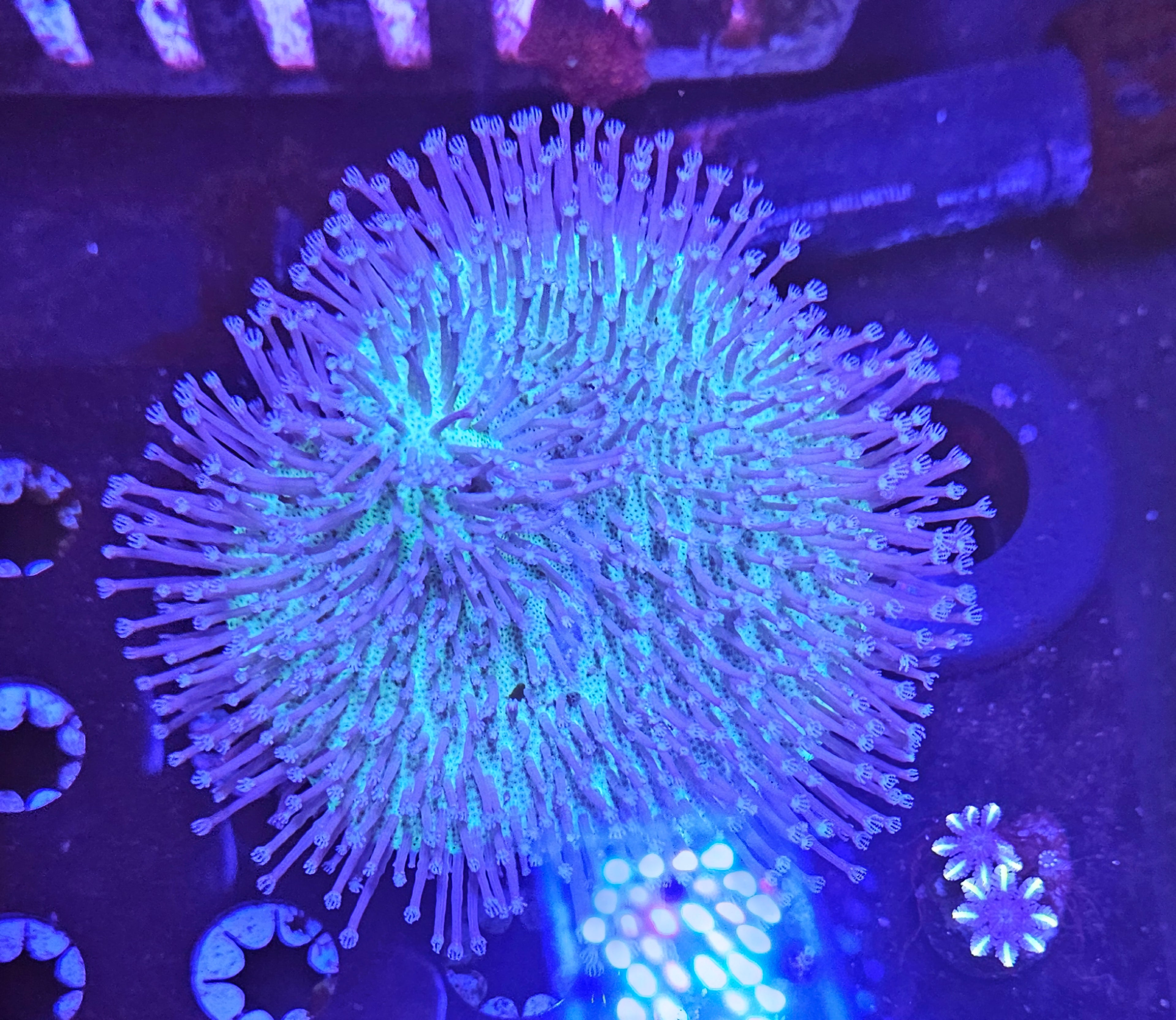 Blue Polyp Toadstool