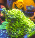 Branching Green Star Polyps