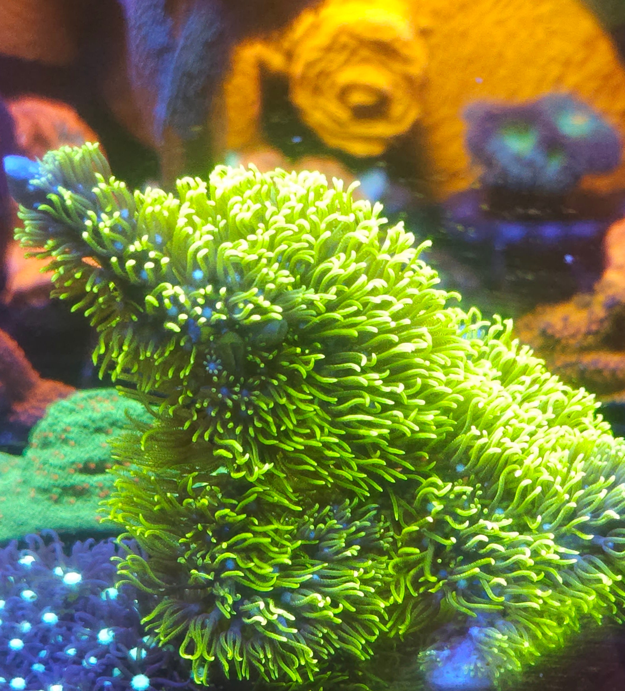 Branching Green Star Polyps