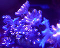 Electric Red Clove Polyps