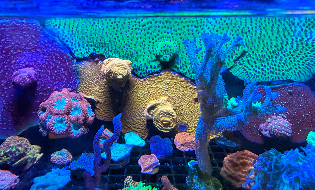 Colorful coral reef in an aquarium with various corals.