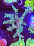Green Birdsnest