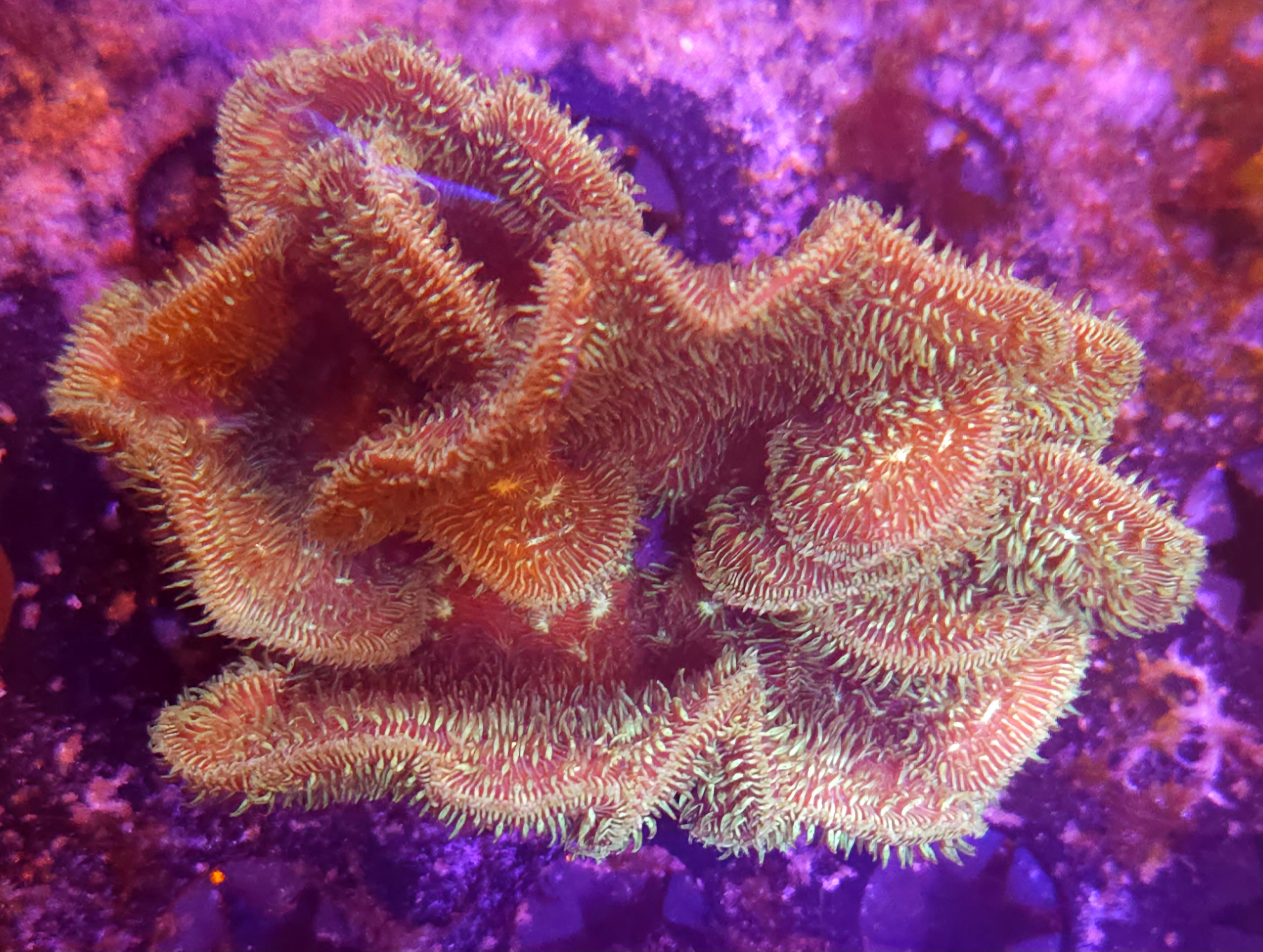 Green Pavona Cactus