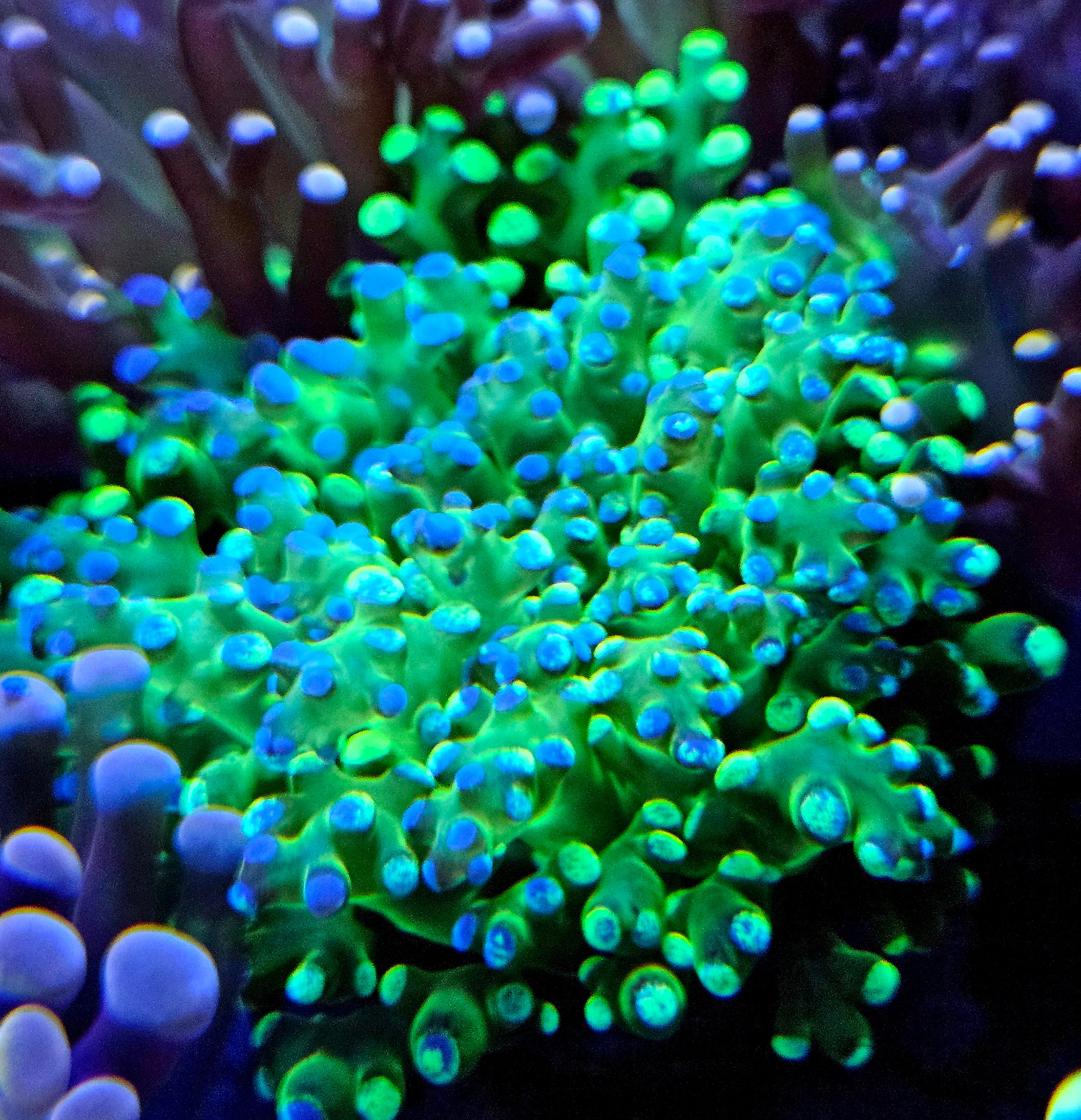 Green Splatter Tip Octospawn