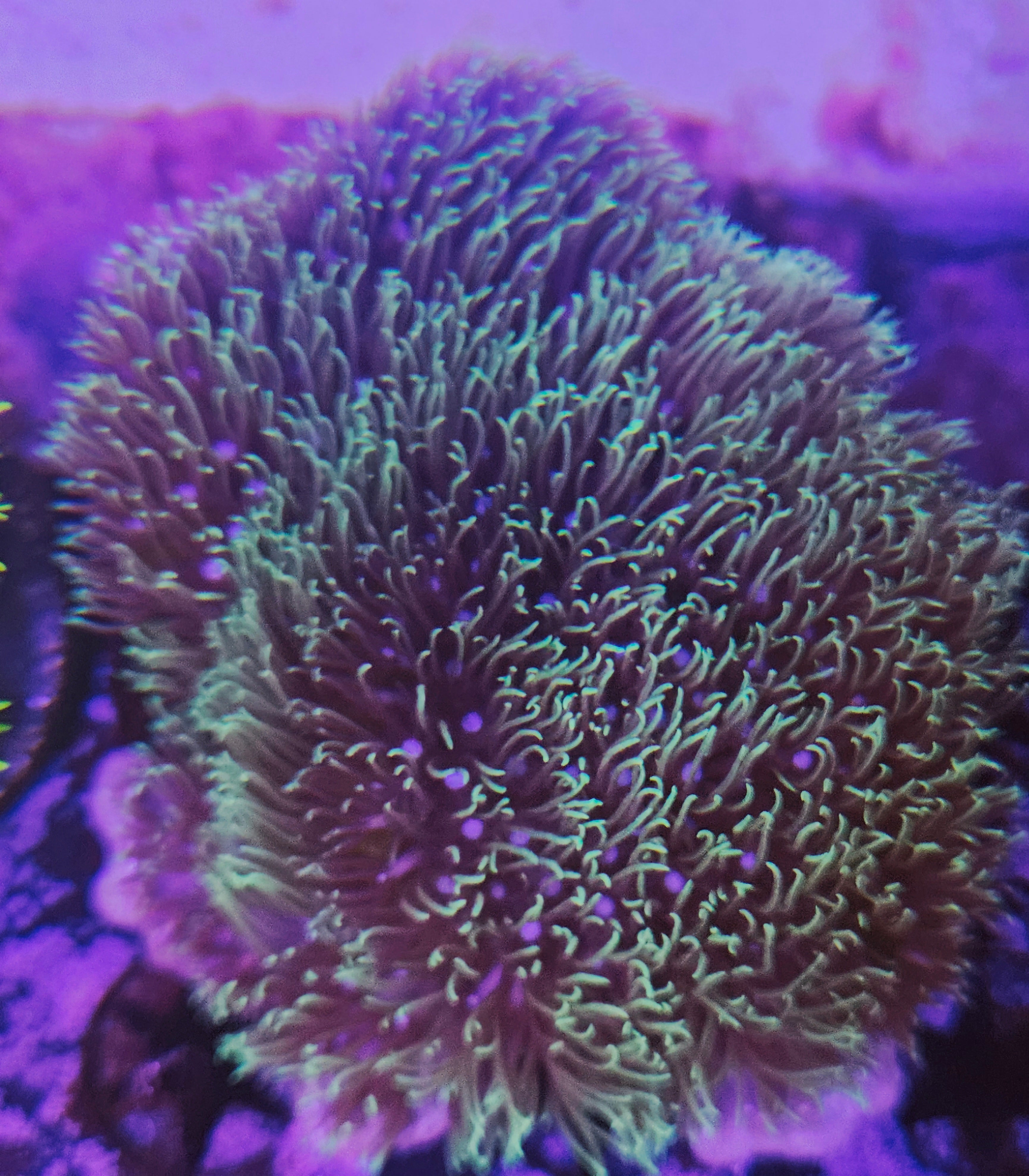 Green Star Polyps