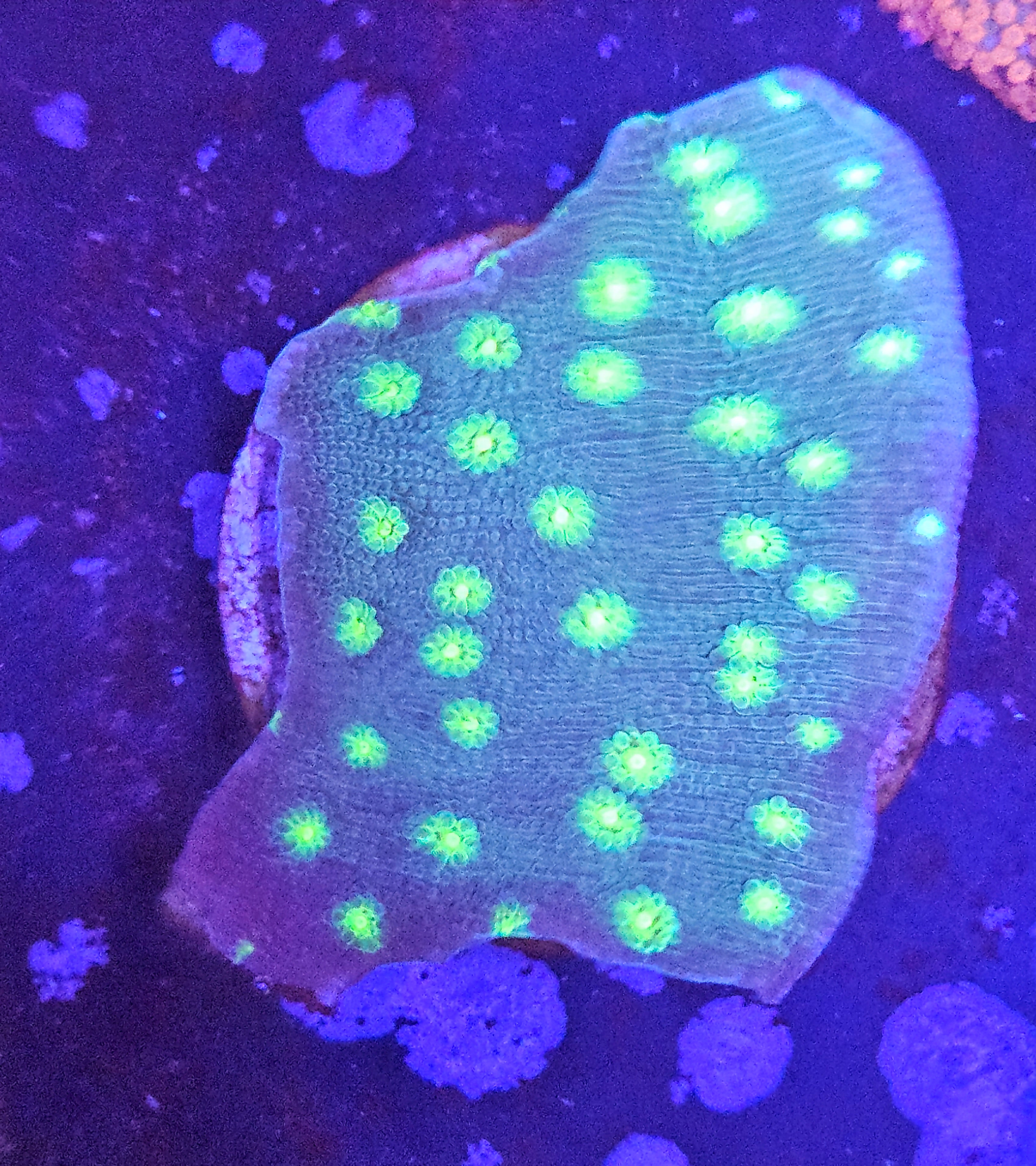 Hollywood Stunner Chalice