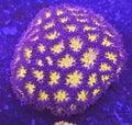 Honeycomb Lepastrea