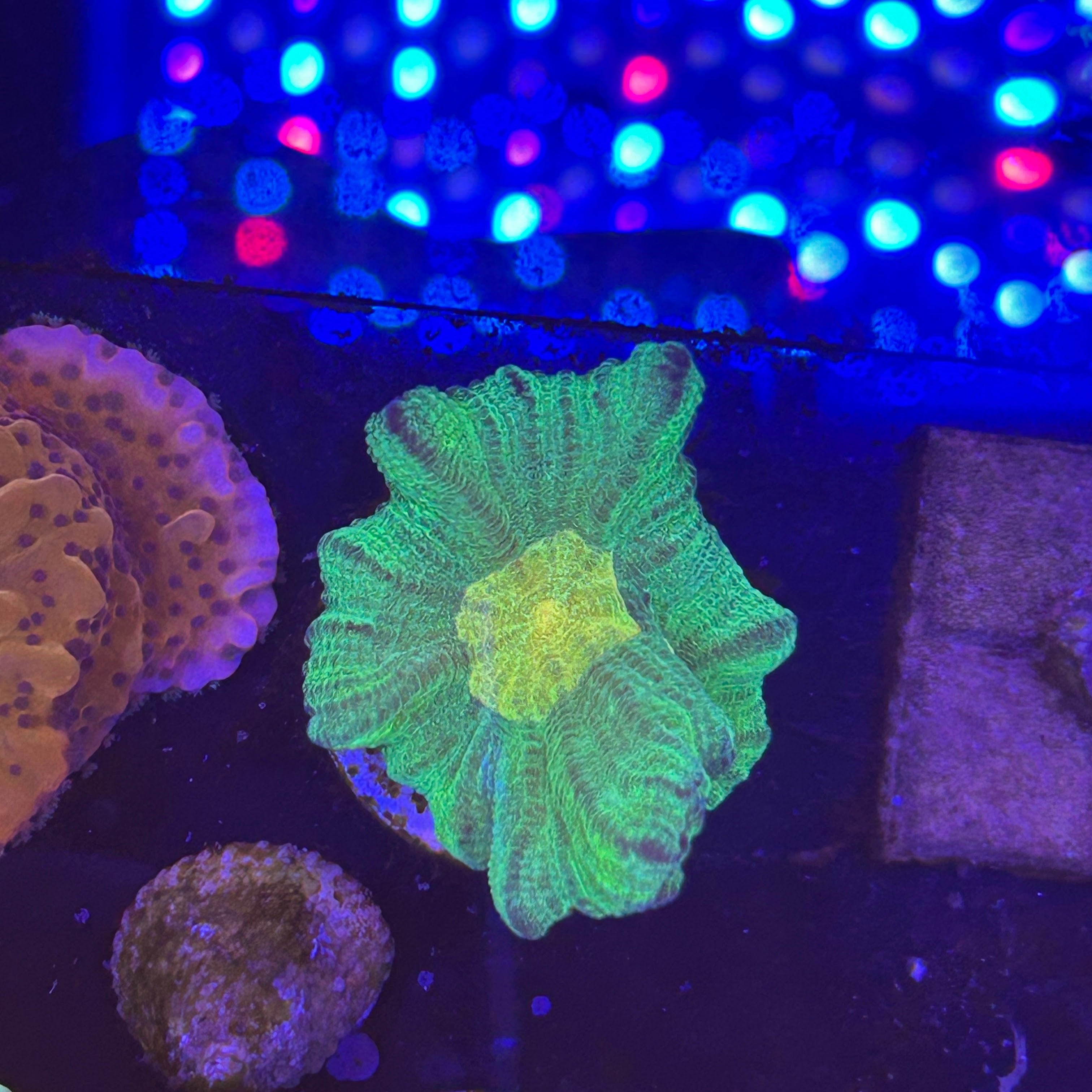 Space Invader Pectinia