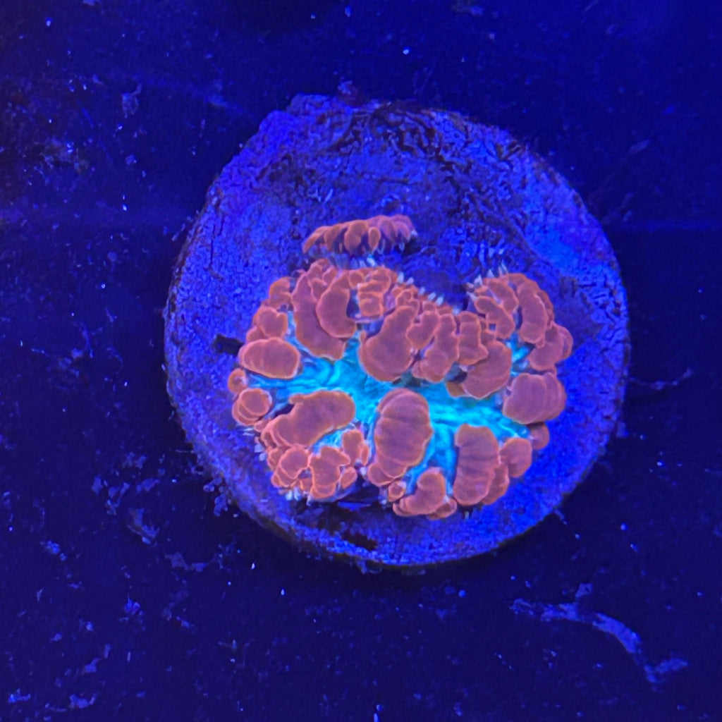 Candy Apple Blastomussa