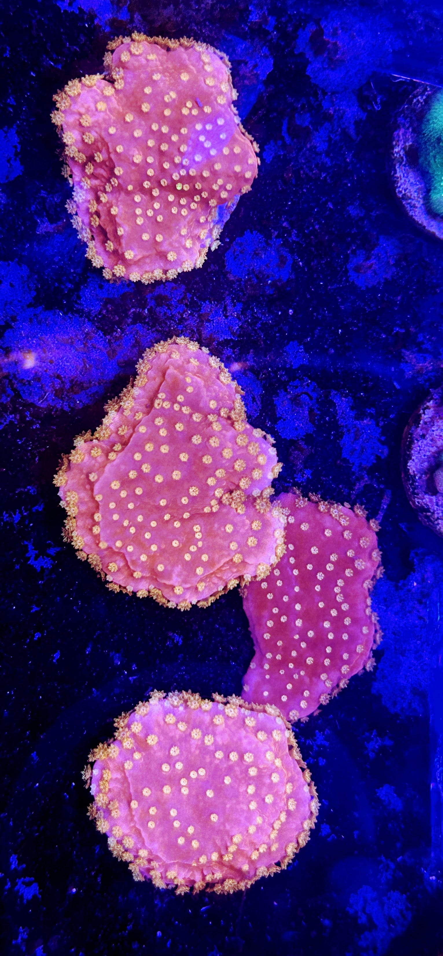 Starburst Montipora