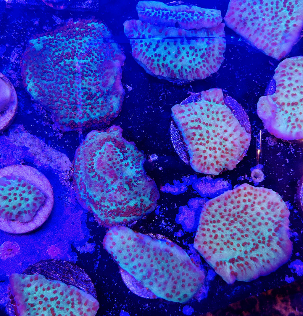 Jedi Mind Trick Montipora