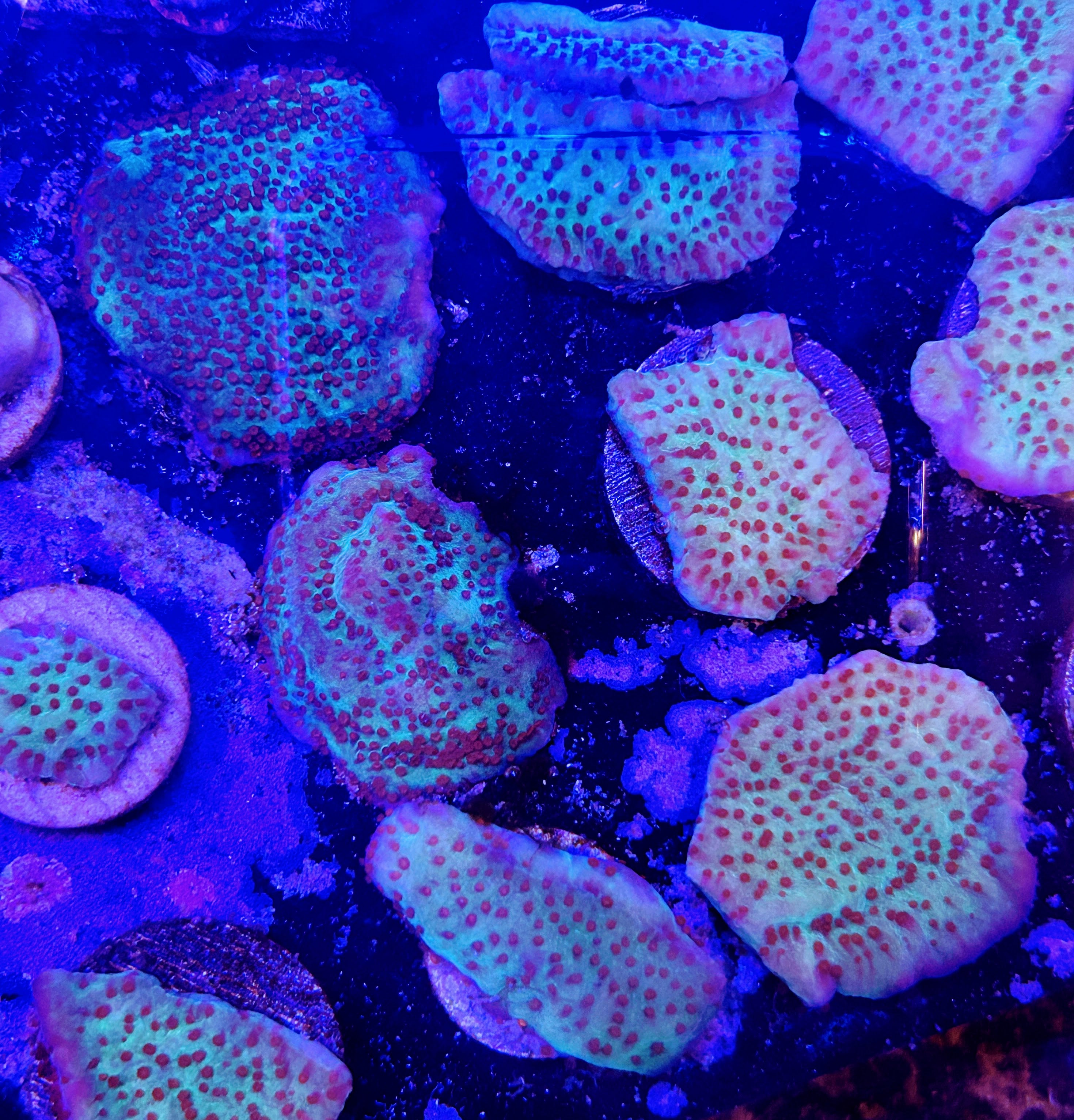 Jedi Mind Trick Montipora
