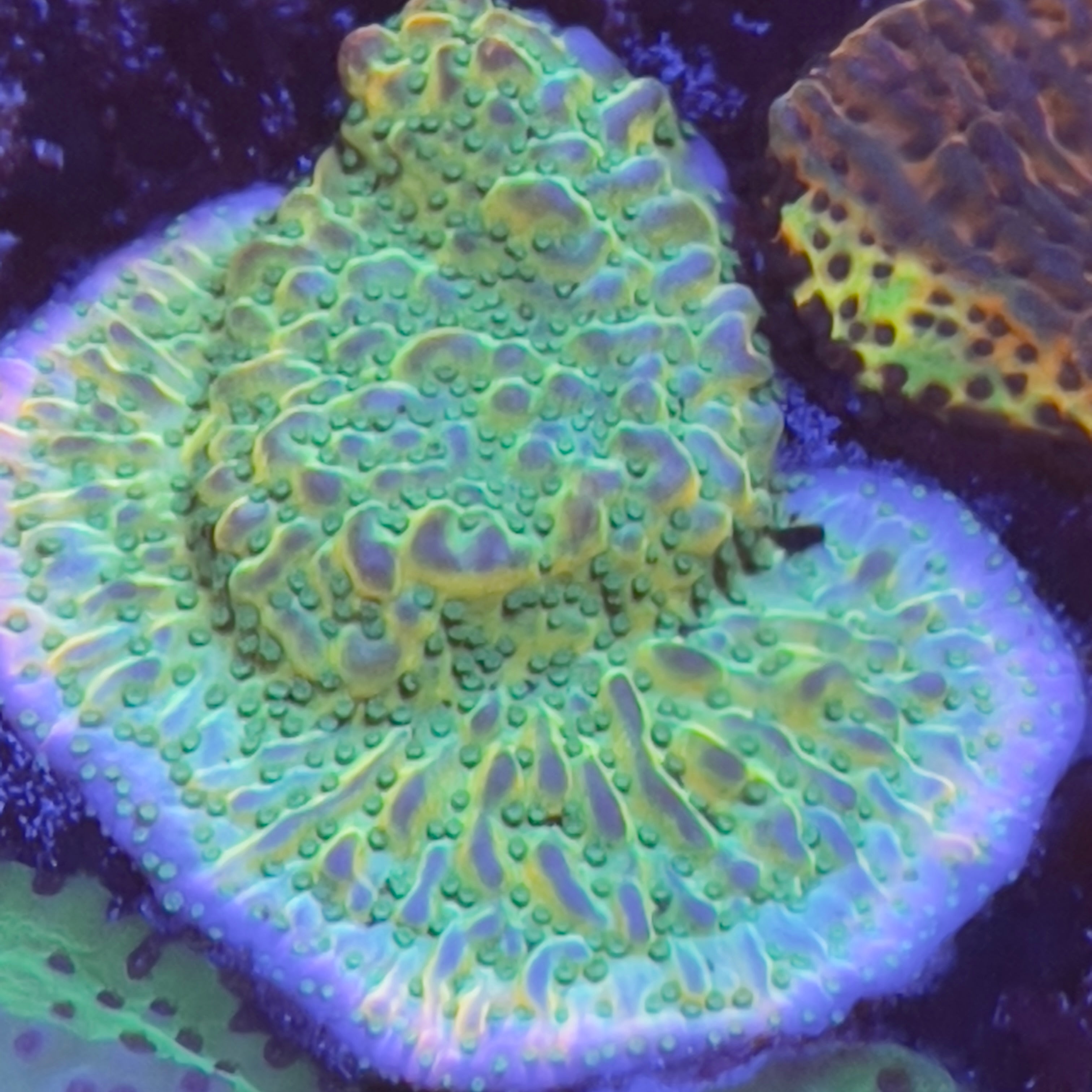 Kung Pao Montipora