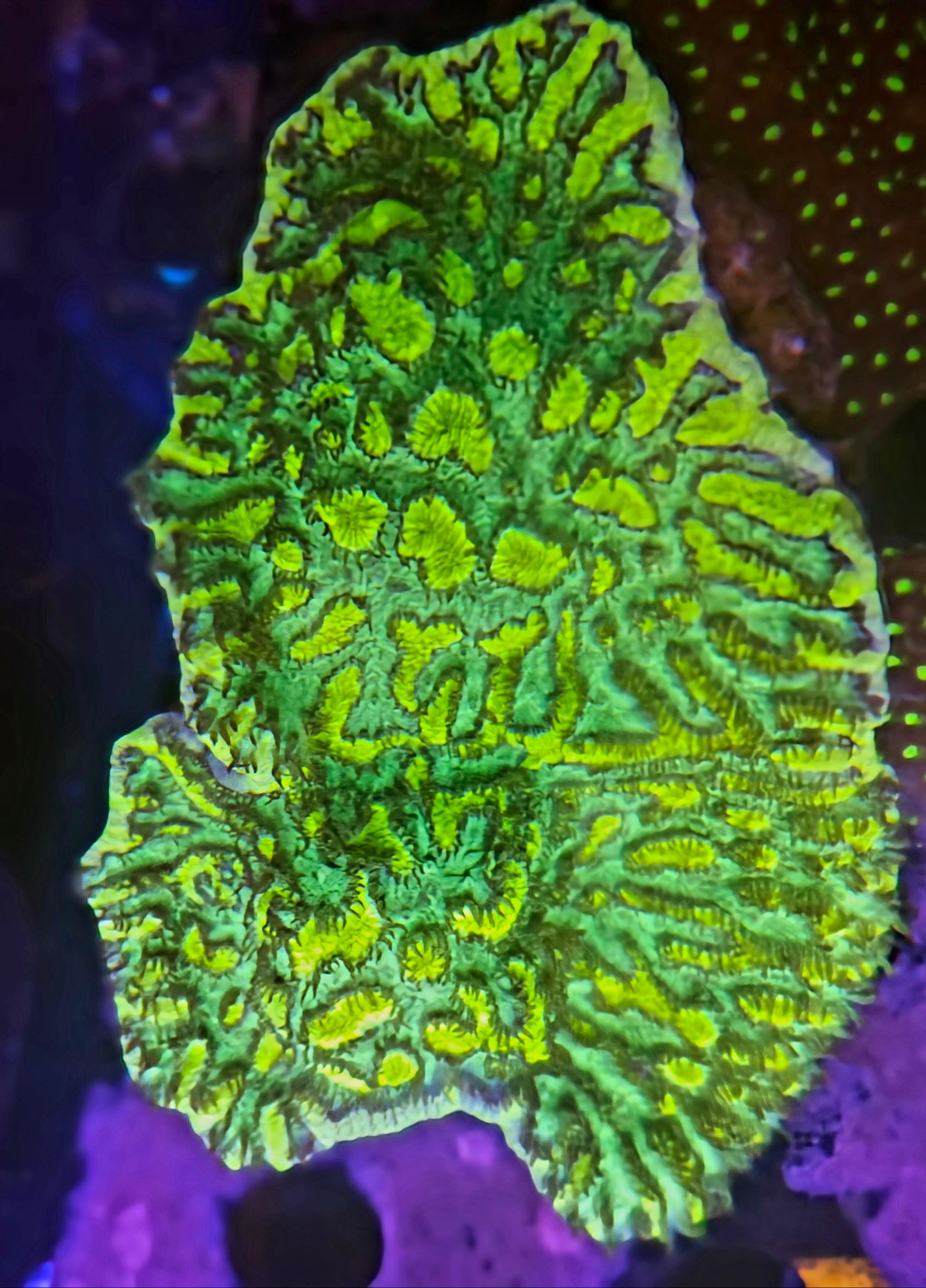 JF Limelight Hydnophora