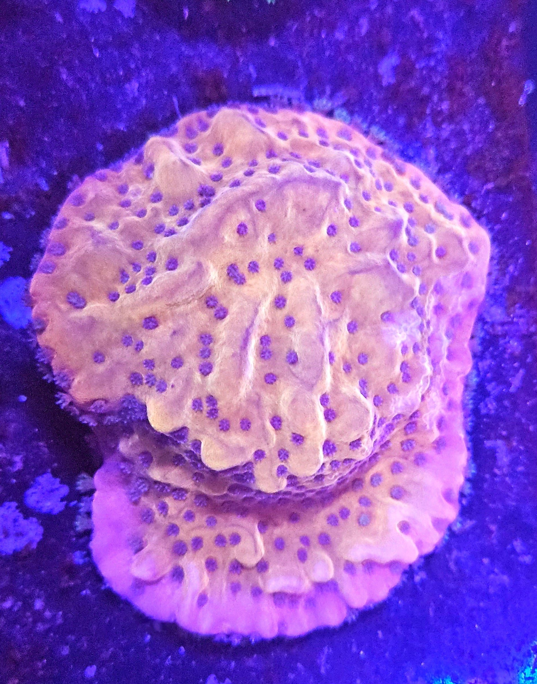 JF Slow Burn Montipora