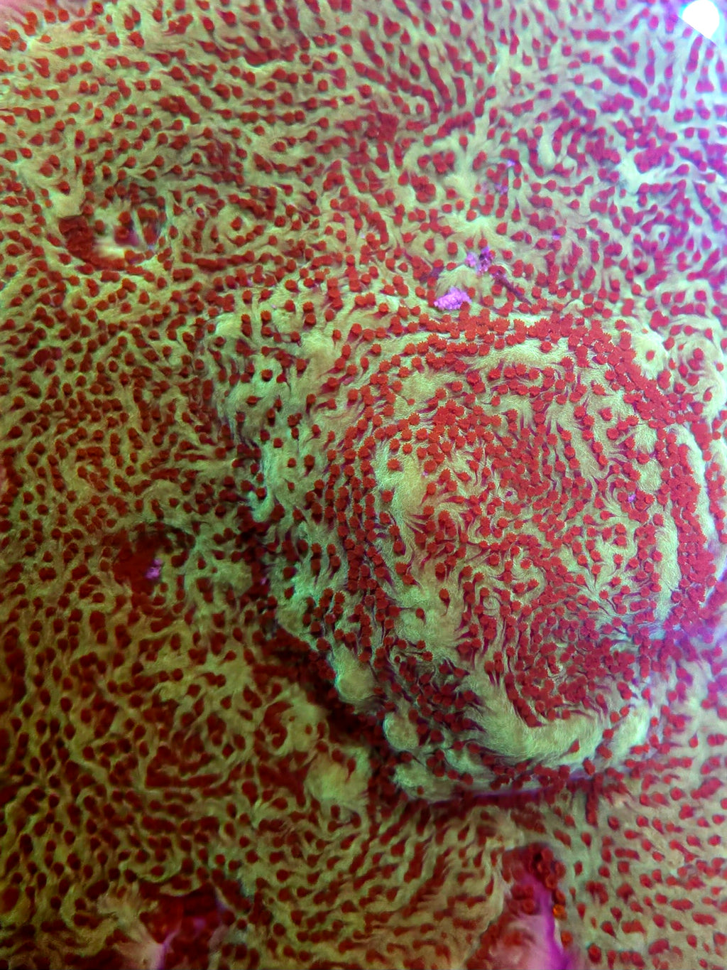 Jedi Mind Trick Montipora