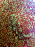 Jedi Mind Trick Montipora