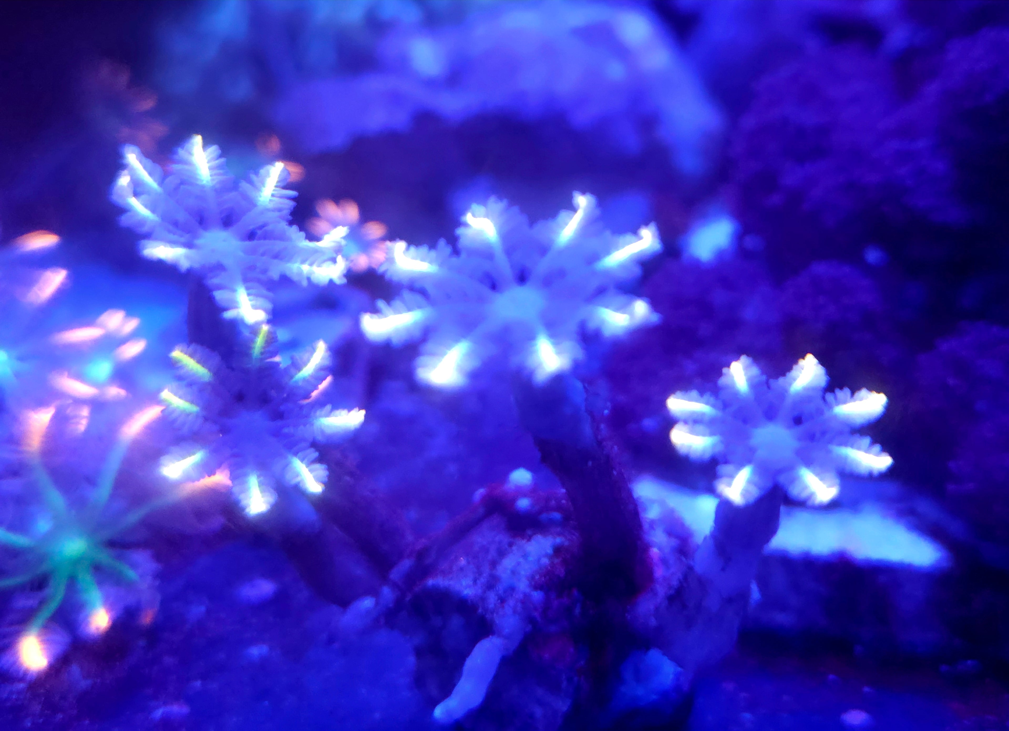 Laser Lemon Clove Polyps