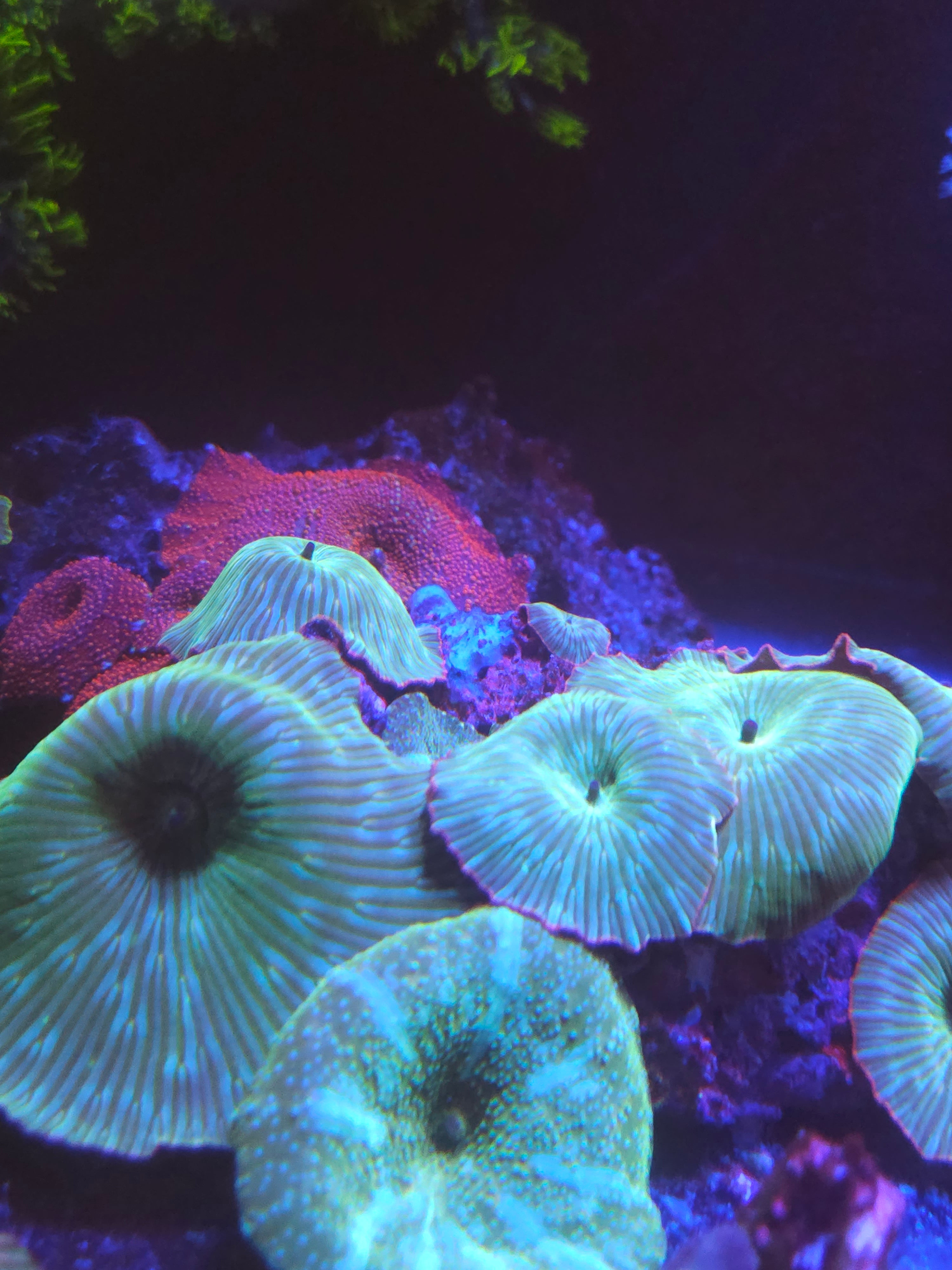 Watermelon Discoma Mushroom