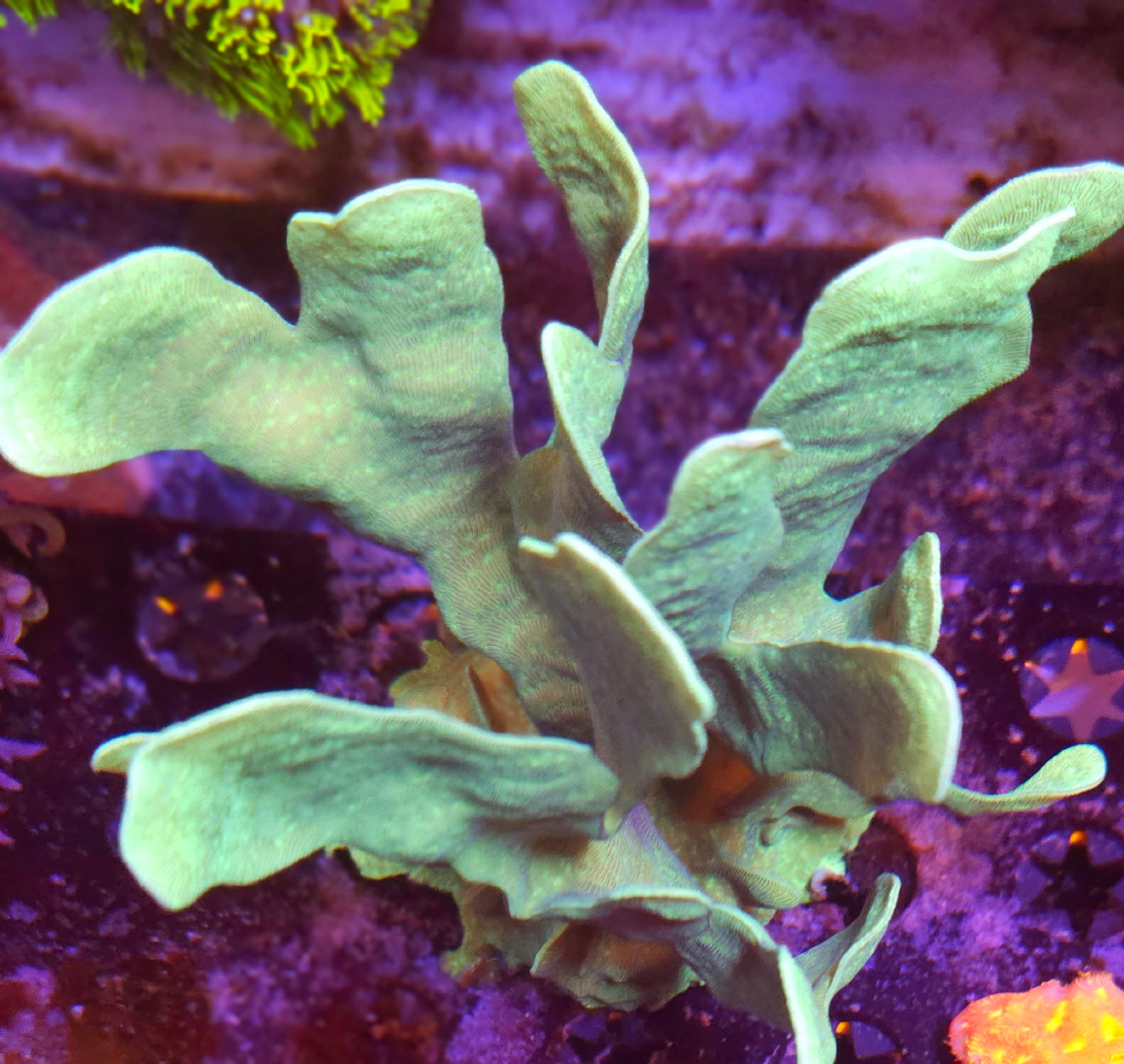 Neon Green Pavona Cactus