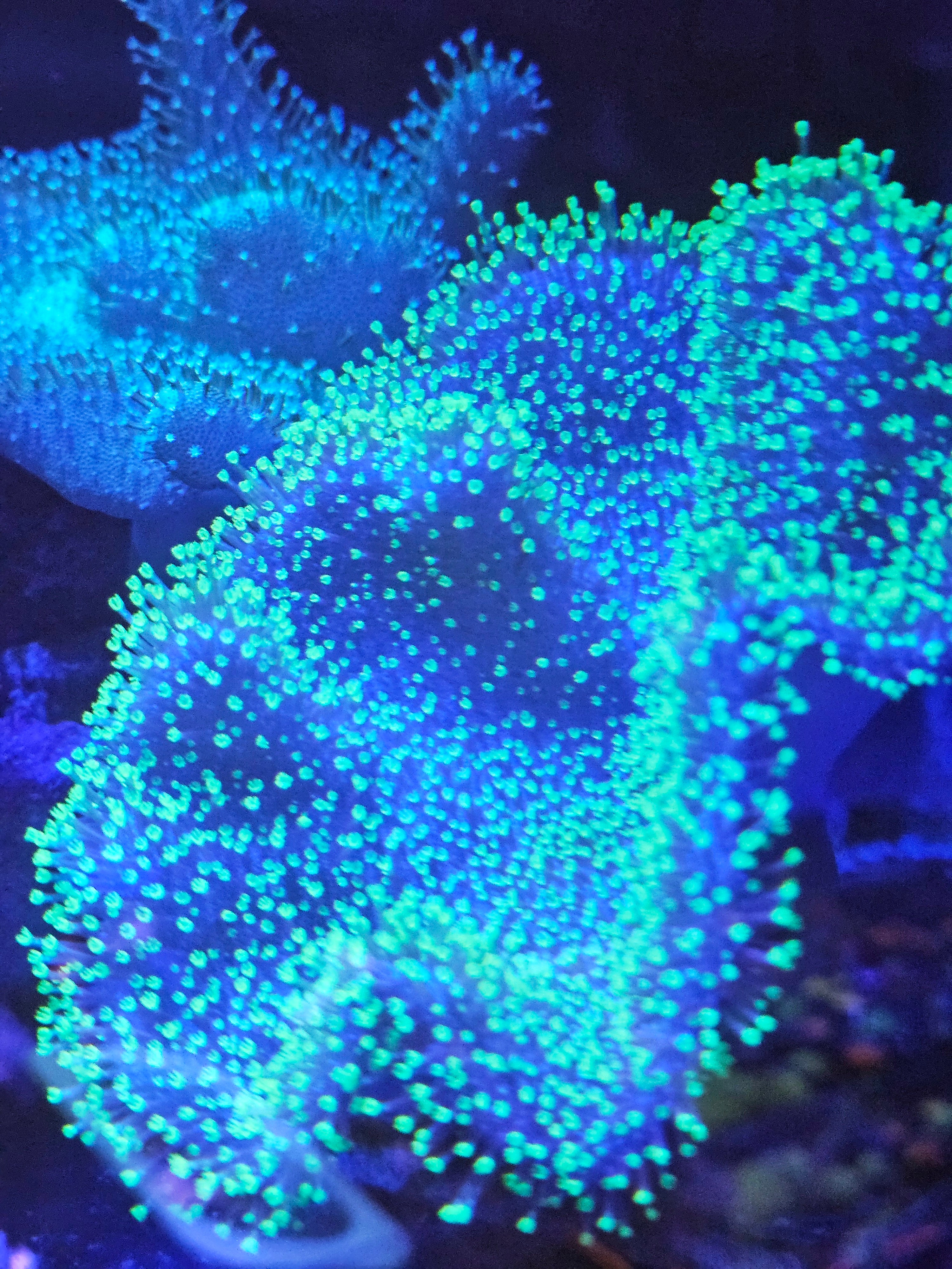 Neon Green Toadstool