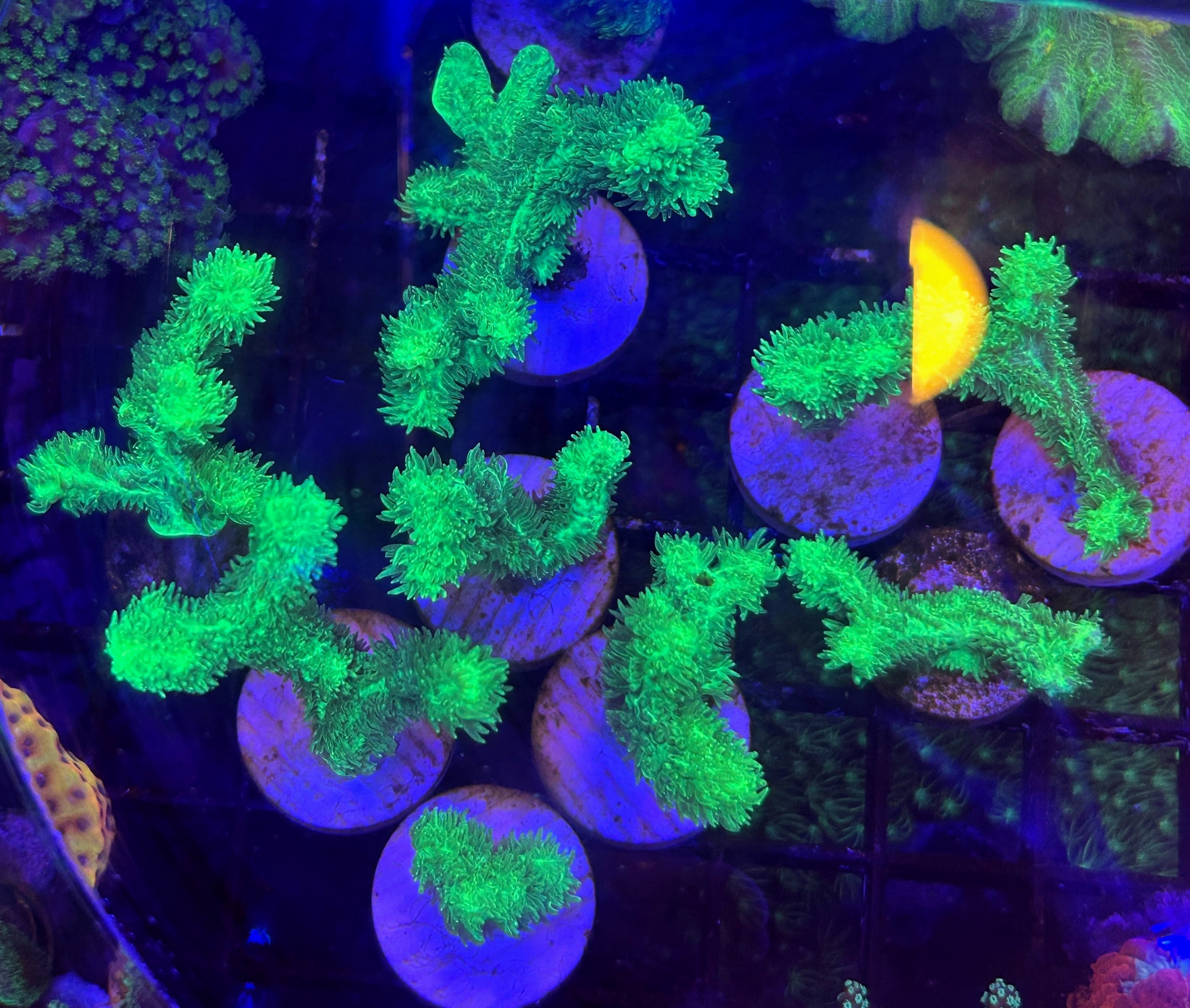Aquarium with green coral.