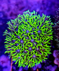 Purple Center Neon Green Star Polyp