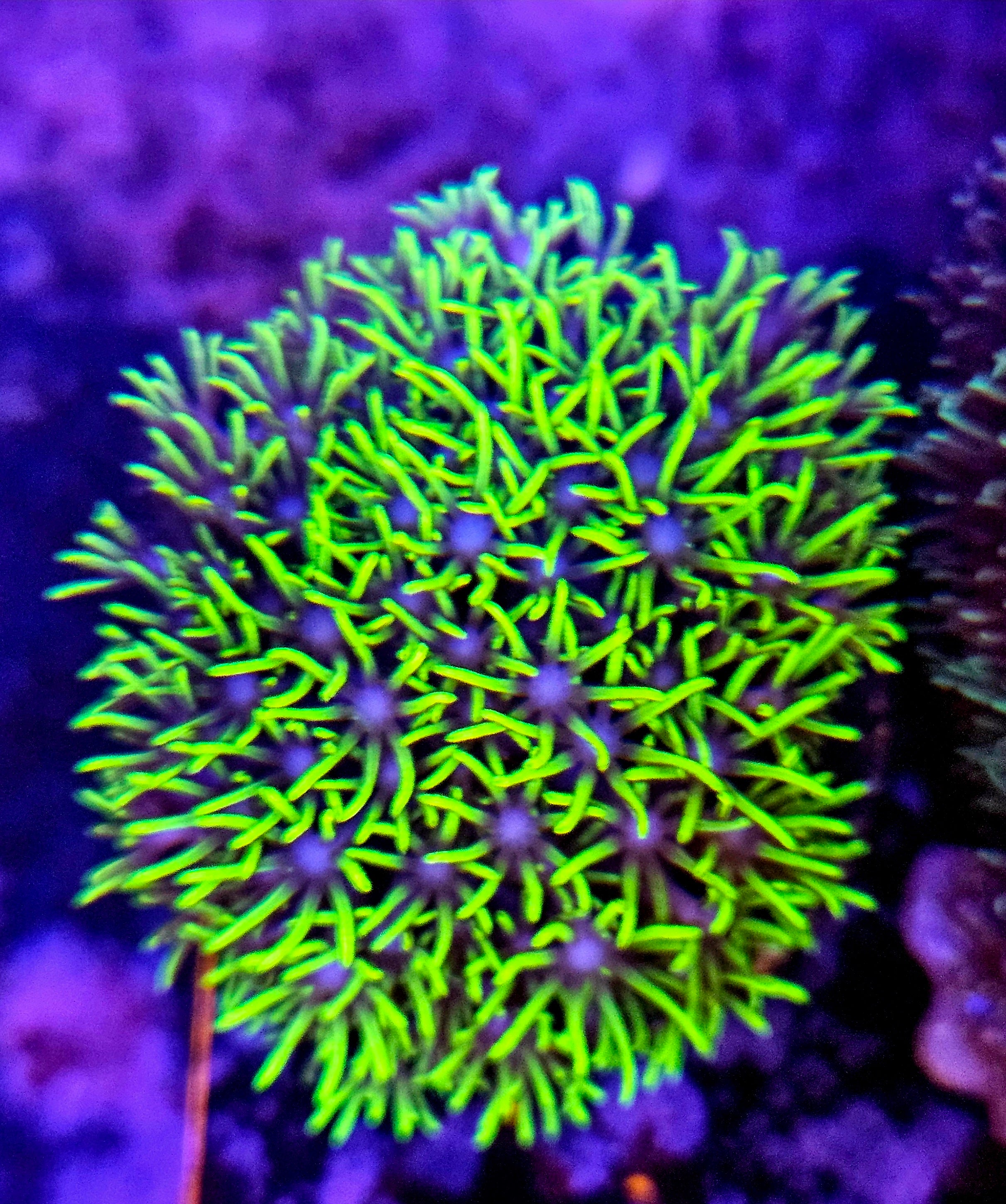 Purple Center Neon Green Star Polyp