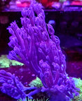 Purple Cespitularia
