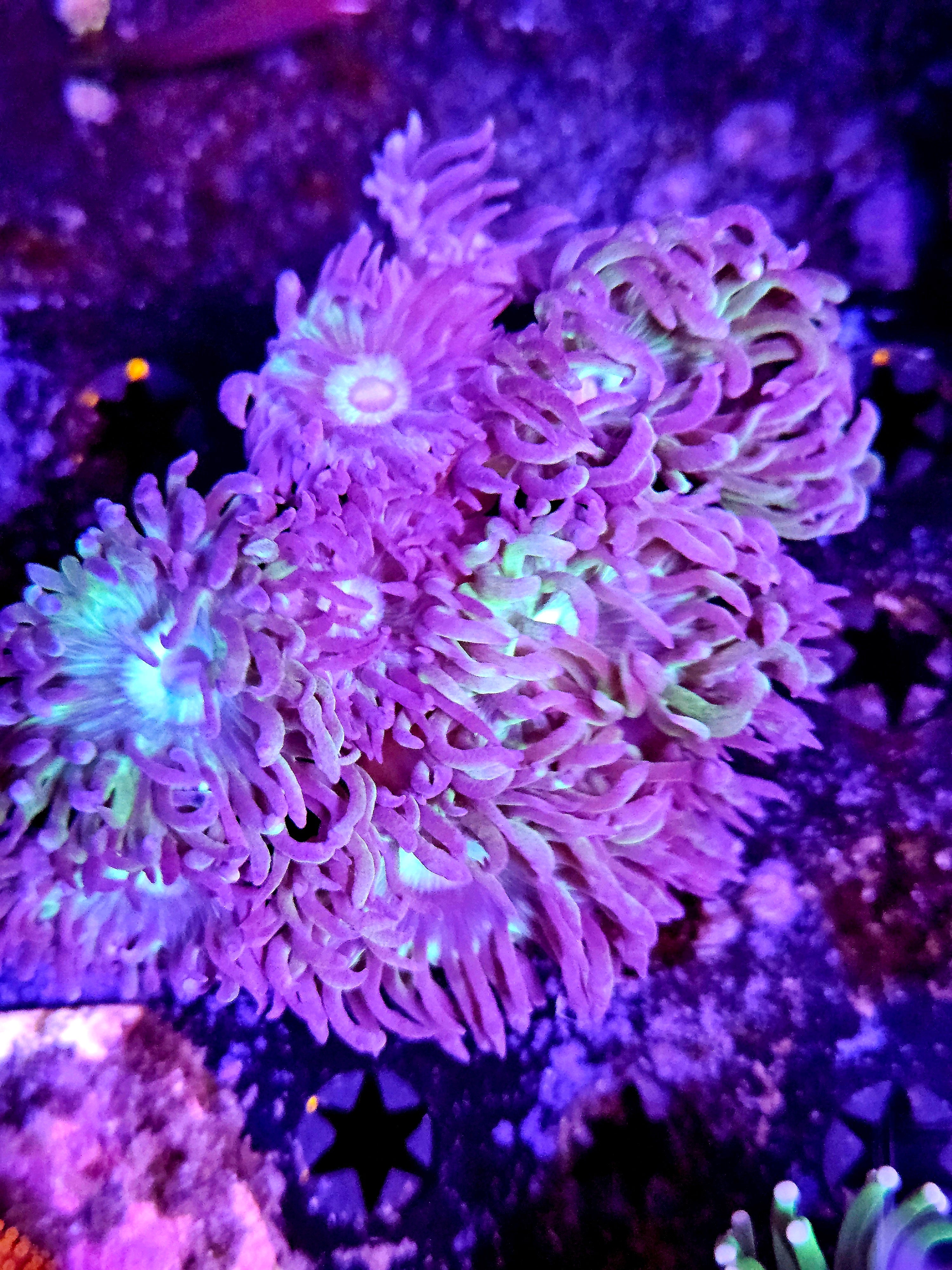 Purple & Green Duncan