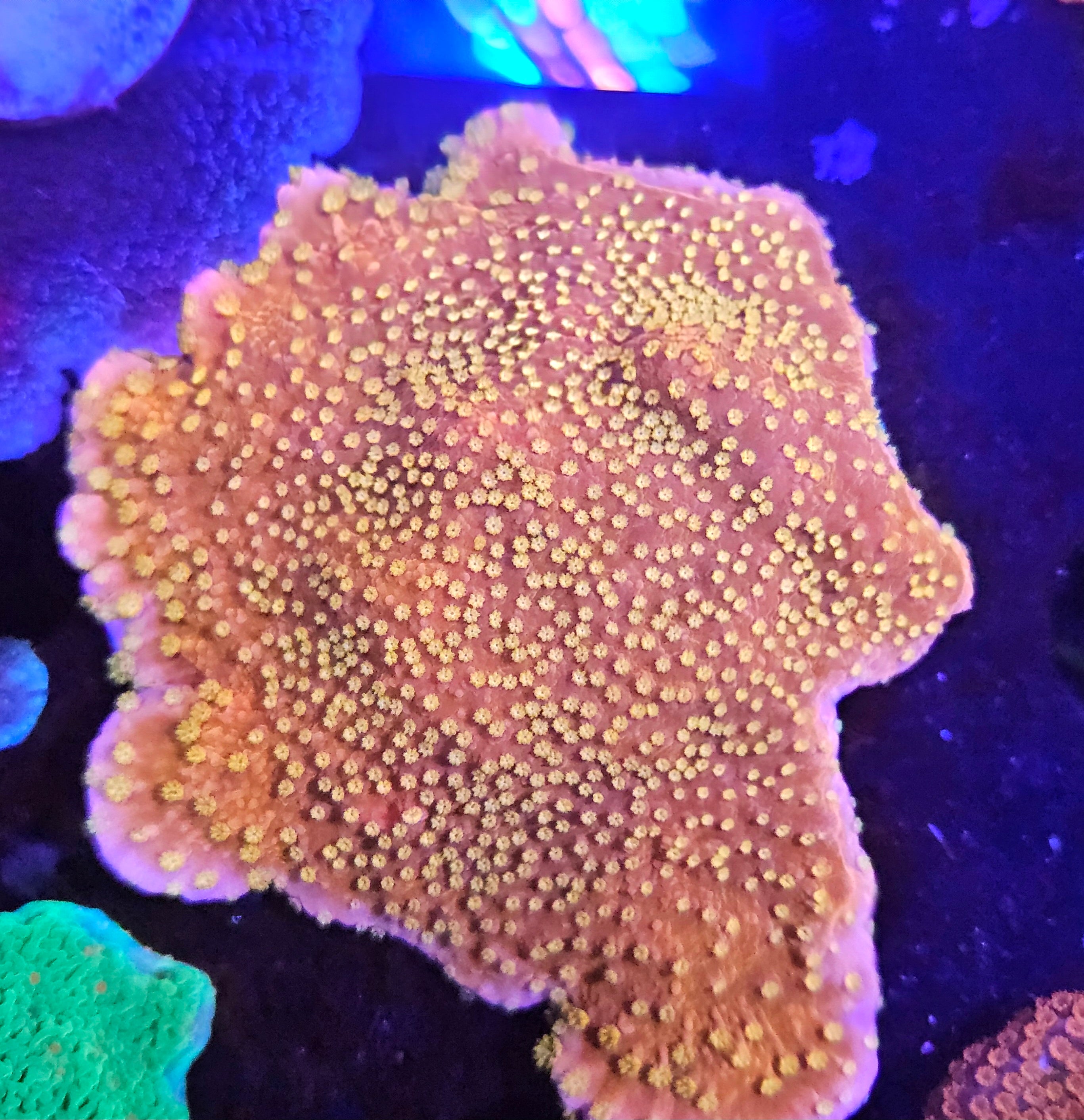 Starburst Montipora