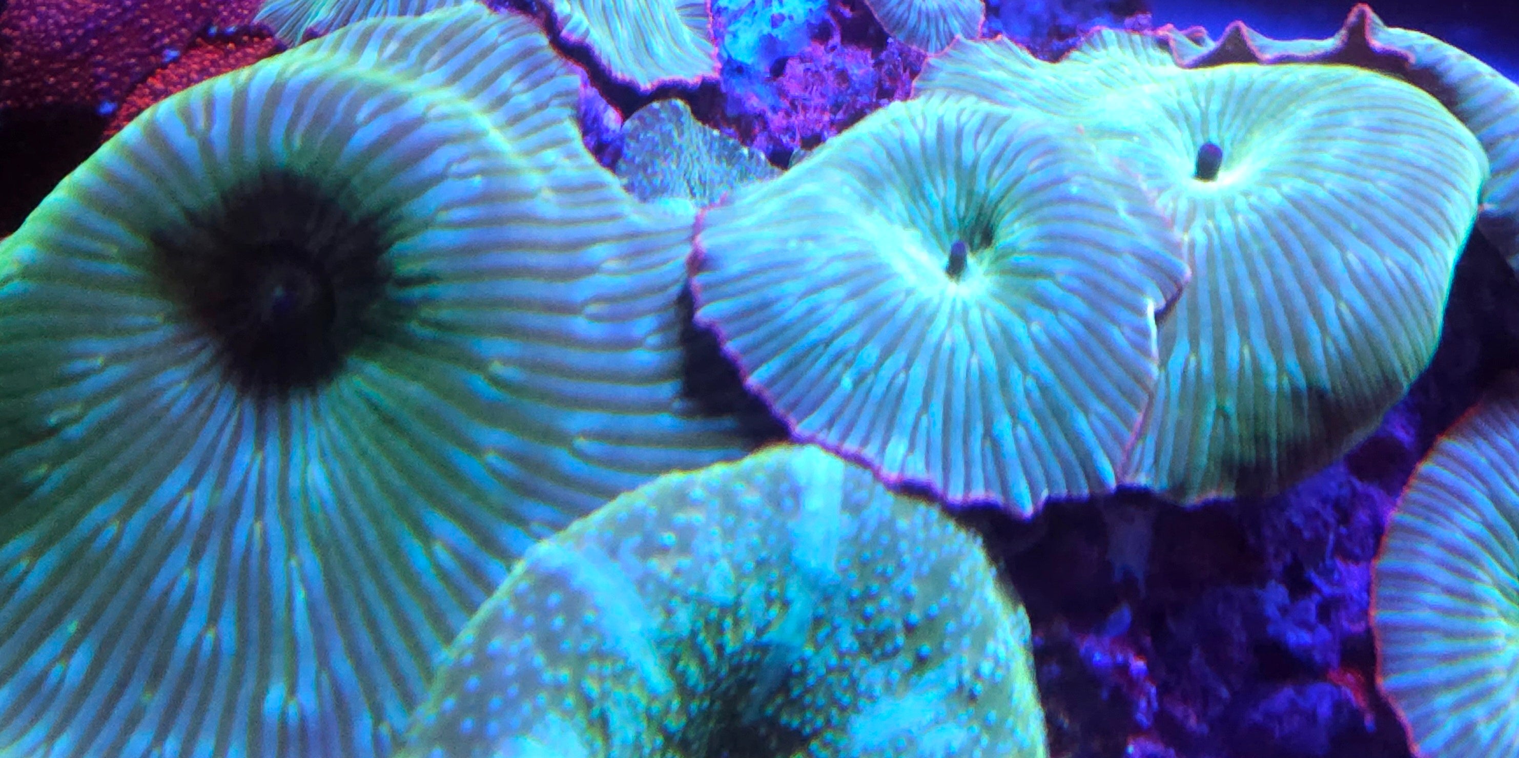 Watermelon Discoma Mushroom