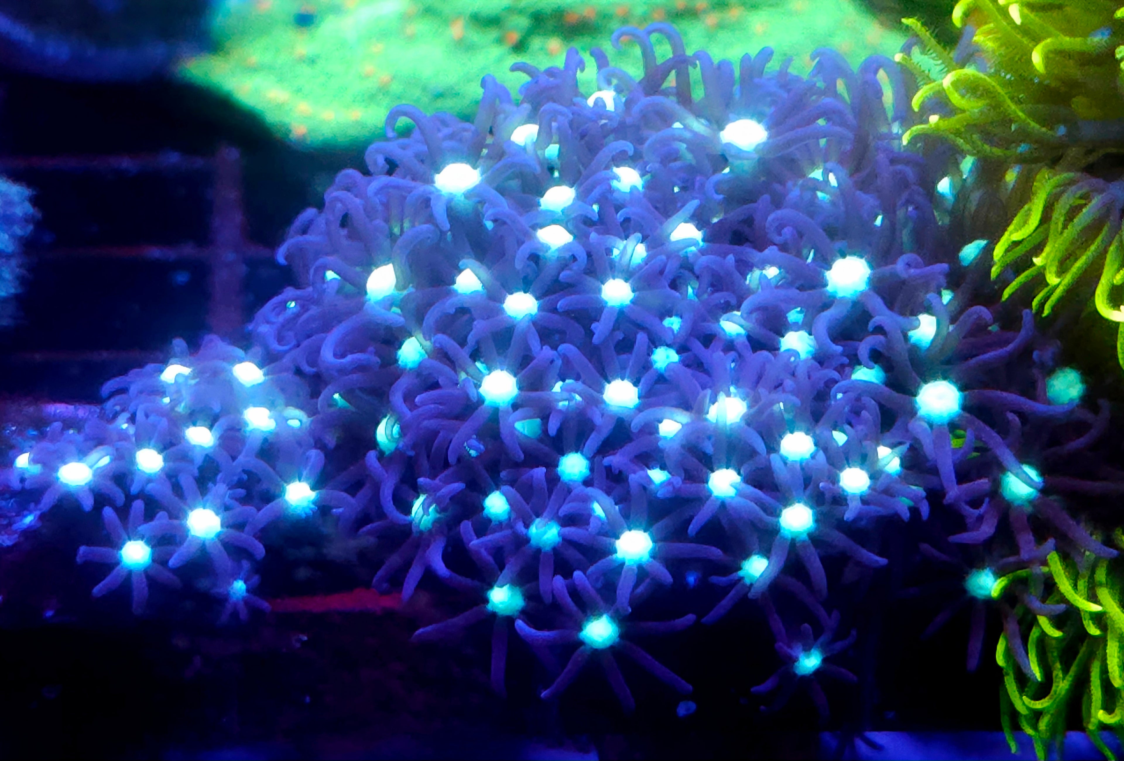 White Center Dark Green Star Polyps