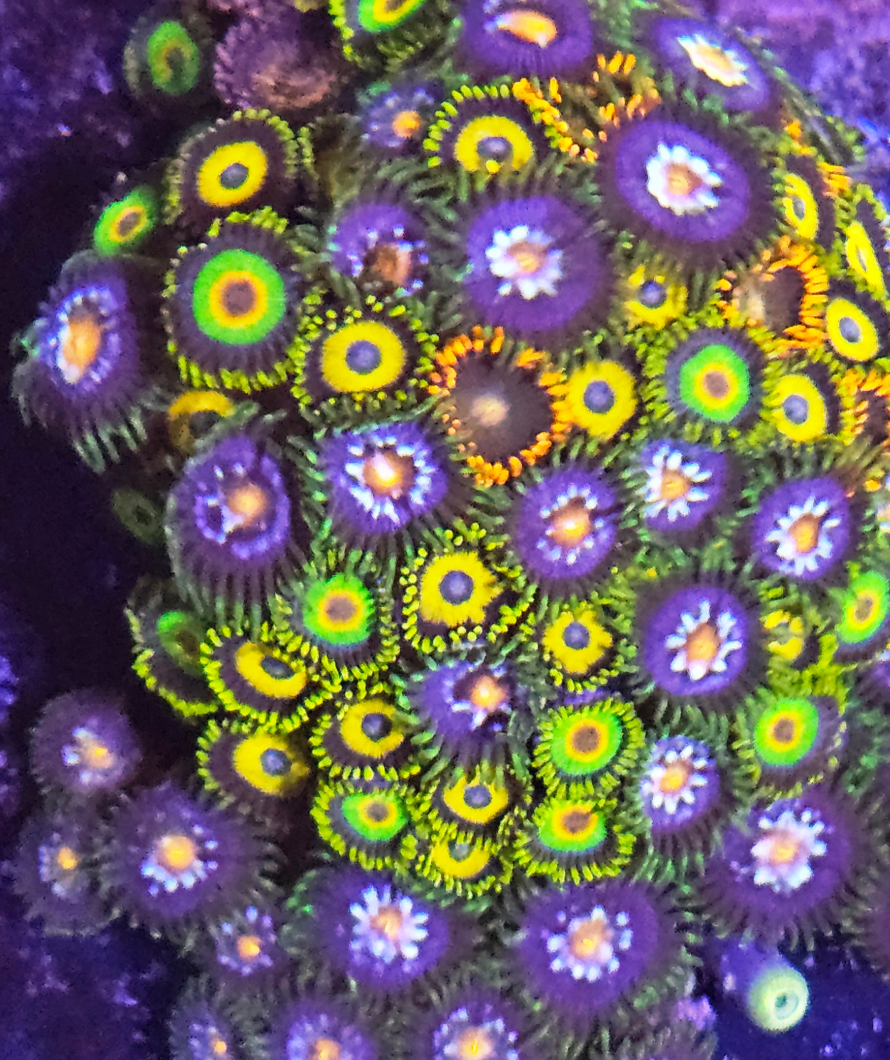 Zoa Bouquet