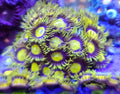 King Midas Zoa