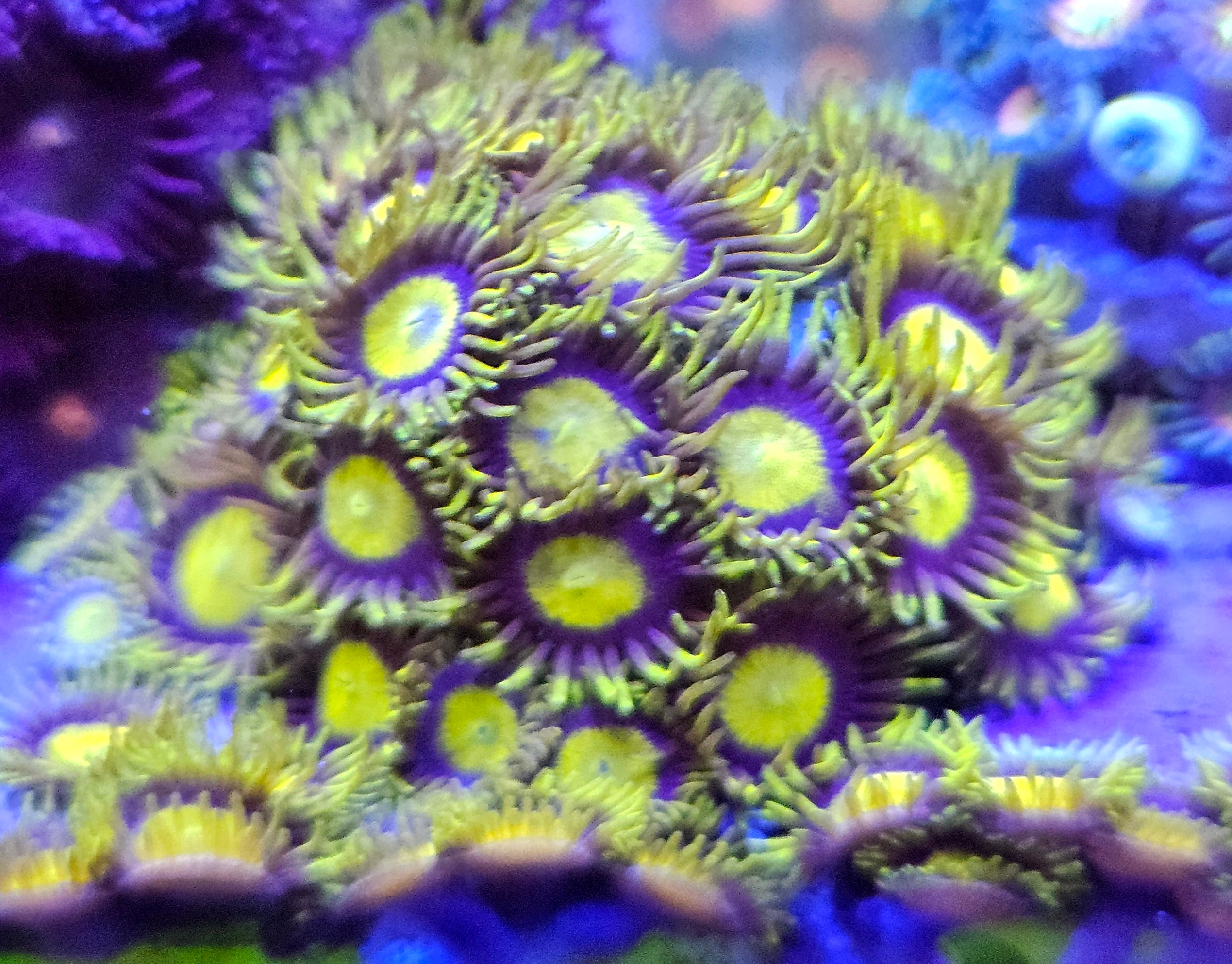 King Midas Zoa
