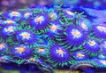 Stargazer Zoa