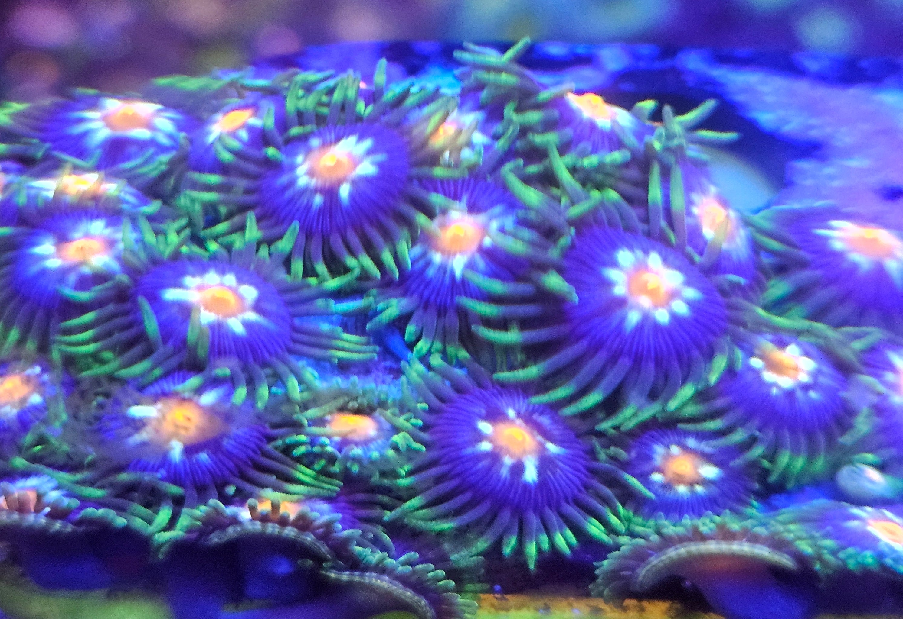 Stargazer Zoa